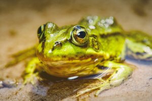 Stef Styles|The Traveller|Dreamy II - A poolfrog. Breda / The Netherlands