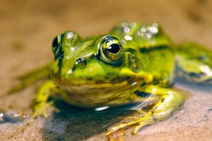 Stef Styles|Night|Ghotam City night with blue SH - A poolfrog. Breda / The Netherlands