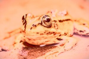 Stef Styles|Vintage|Cuba Street - ORA SD+ - A poolfrog. Breda / The Netherlands