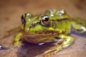 Stef Styles|People|VY Vign - A poolfrog. Breda / The Netherlands