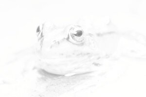 Stef Styles|Black and White|Indoor Mid Contrast - A poolfrog. Breda / The Netherlands