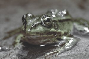 Dark Tones|Desat with blueish - A poolfrog. Breda / The Netherlands