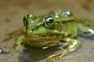 Stef Styles|The Traveller|Snowy Forest G-Mono - A poolfrog. Breda / The Netherlands