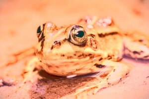 Stef Styles|Vintage|Cuba Street - Teal SD - A poolfrog. Breda / The Netherlands