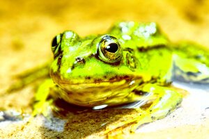 Stef Styles|Night|Grunge with Green Midtones - A poolfrog. Breda / The Netherlands