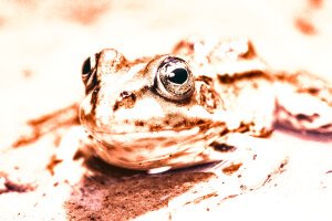 Stef Styles|Vintage|60s desat with WB+ - A poolfrog. Breda / The Netherlands