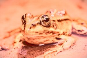 Stef Styles|Vintage|Cuba Street - ORA SD - A poolfrog. Breda / The Netherlands