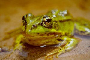 Stef Styles|The Traveller|Tropical Beach 70s - A poolfrog. Breda / The Netherlands