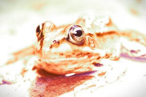 Stef Styles|Vintage|Portrait III - A poolfrog. Breda / The Netherlands