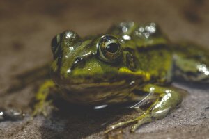 Dark Tones|Moody Dark Blue - A poolfrog. Breda / The Netherlands