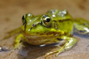 A poolfrog. Breda / The Netherlands